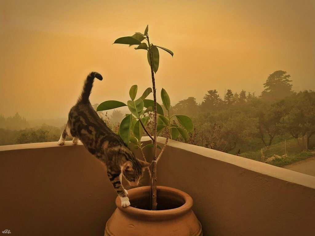 Saharan dust over rural Crete, captured by Crete My Second Home.